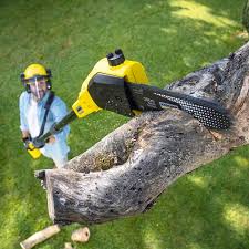 Trusted Aptos Hills Larkin Valley, CA Tree Services Experts