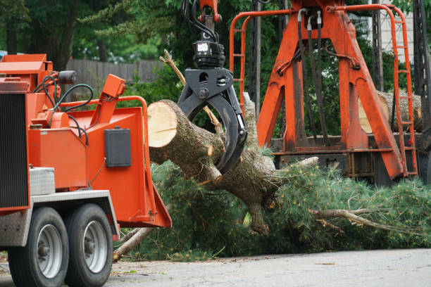 Best Fruit Tree Pruning  in Aptos Hills Larkin Valley, CA