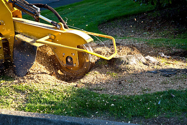 Best Grass Overseeding  in Aptos Hills Larkin Valley, CA