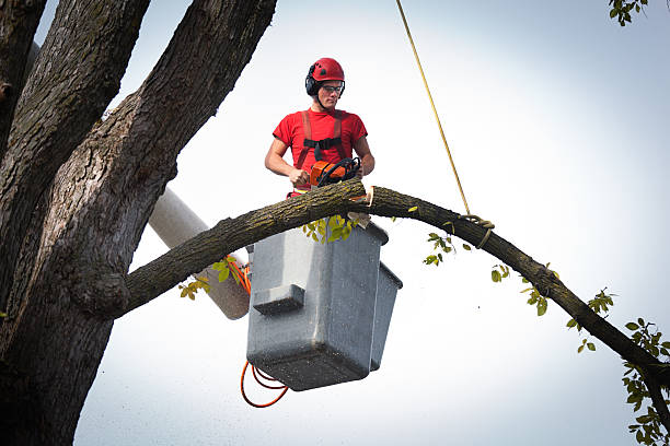 Best Leaf Removal  in Aptos Hills Larkin Valley, CA