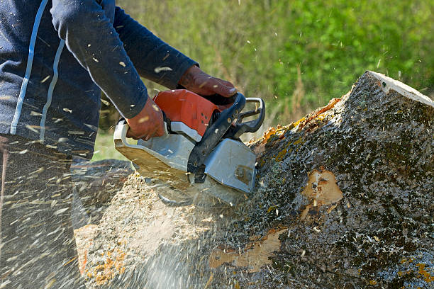 Best Lawn Grading and Leveling  in Aptos Hills Larkin Valley, CA