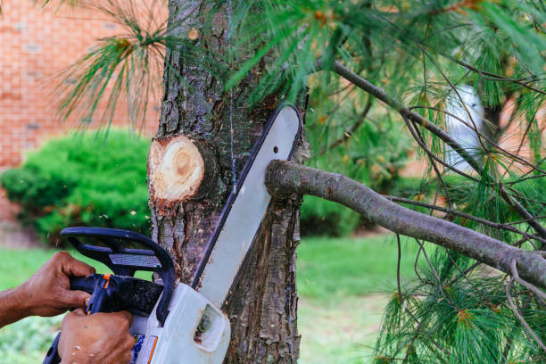 Trusted Aptos Hills Larkin Valley, CA Tree Services Experts